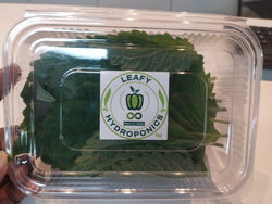 Fresh Perilla Leaves 20G